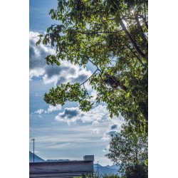 Silky Pruning Saw Tsurugi Curve 270-7.5